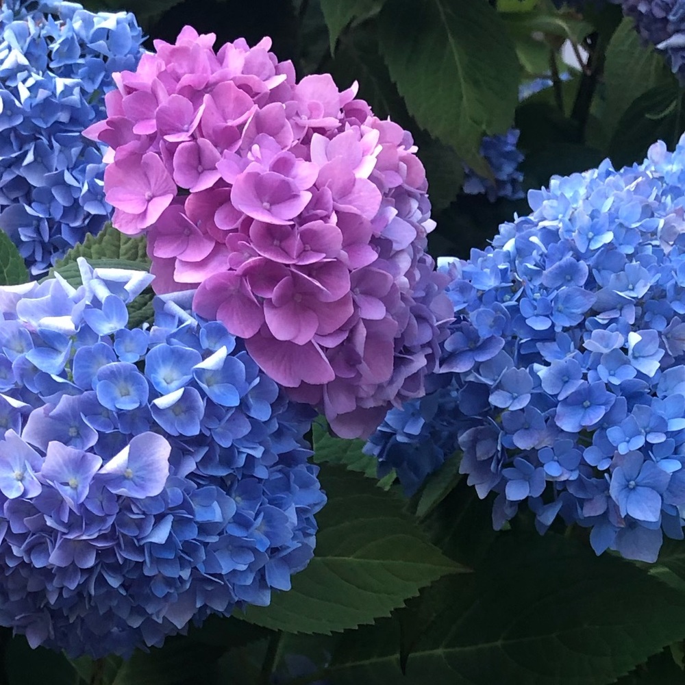 Meet your Posh Ambassador, Elizabeth